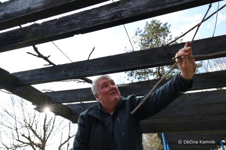 Rez kamniške potomke najstarejše vinske trte (7)